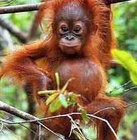 orangutan